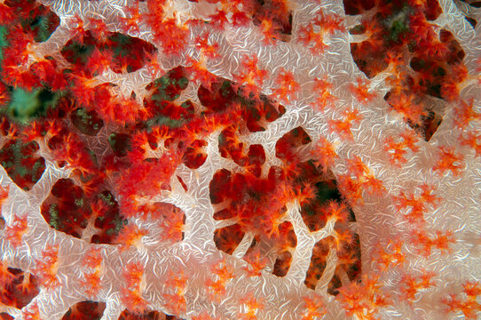 Soft coral, Dendronephthya sp., Raja Ampat Indonesia