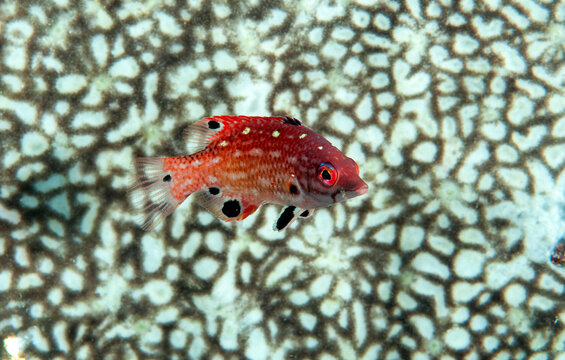 Juvenile Diana's hogfish, Bodianus diana, sheltering around a sponge Raja Ampat Indnonesia