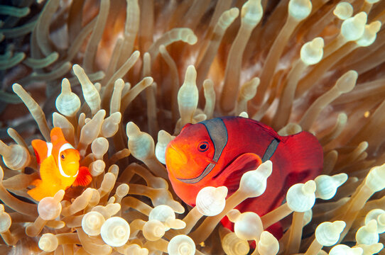 Spine-cheek anemonefishes, Premnas bieculatus, Raja Ampat Indonesia