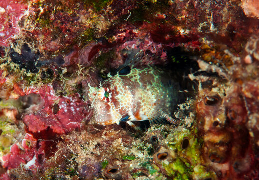 Triplespot blenny (Crossosalarias macrospilus) sheltering in a coral reef crevice, Raja Ampat, West Papua, Indonesia.