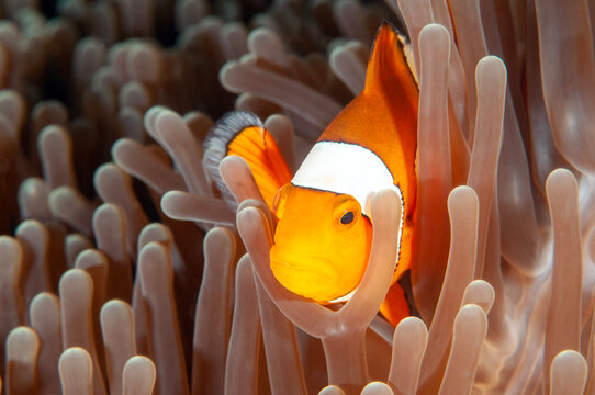 False clown anemonefish, Amphiprion ocellaris, Raja Ampat Indonesia