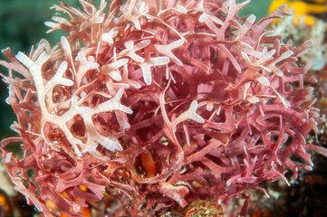 Red calcareous alga (Galaxaura sp.) growing on a coral reef, Raja Ampat, West Papua, Indonesia. © anemone