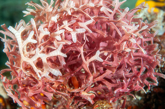 Red calcareous alga (Galaxaura sp.) growing on a coral reef, Raja Ampat, West Papua, Indonesia.