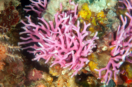 Branching coralline red alga (Amphiroa sp.) growing on a coral reef, Raja Ampat, West Papua, Indonesia.