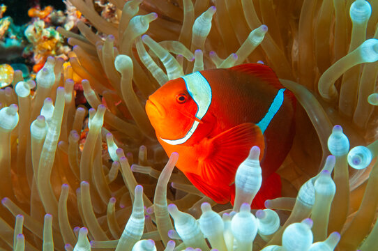 Spinecheek anemonefish, Premnas biaculeatus, Raja Ampat Indonesia.