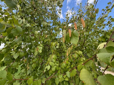 A low angle view of a Silver Birch tree (Betula pendula) with green leaves and hanging catkins against a cloudy blue sky on a bright sunny day.