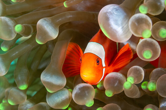 Spinecheek anemonefish, Premnas biaculeatus, Raja Ampat Indonesia.