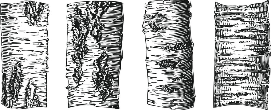 birch tree bark texture set natural wood surface detailed engraving illustration
