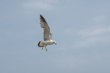 Obraz premium Ring-billed Gull Soaring in Blue Sky
