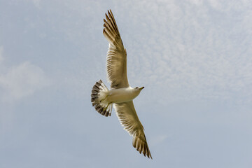 Obraz premium White Gull Soaring Through Blue Sky