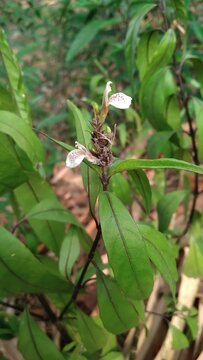 Fresh green leaves and white flower of Justicia gendarussa herbal shrub