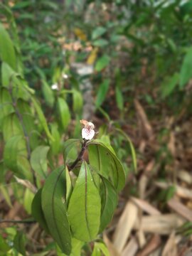 Justicia gendarussa medicinal plant growing wild in nature background