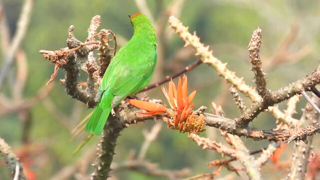 Golden-fronted leafbird