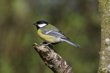 Great tit Parus major perched on a tree branch in spring forest close up © Badr