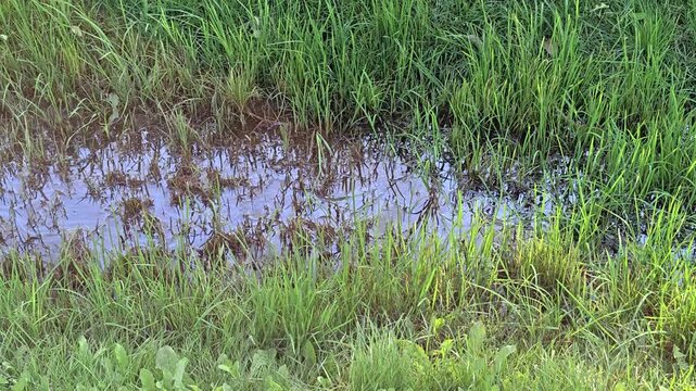 A small pool of water sits in a lush green grassy field, ready for a refreshing splash