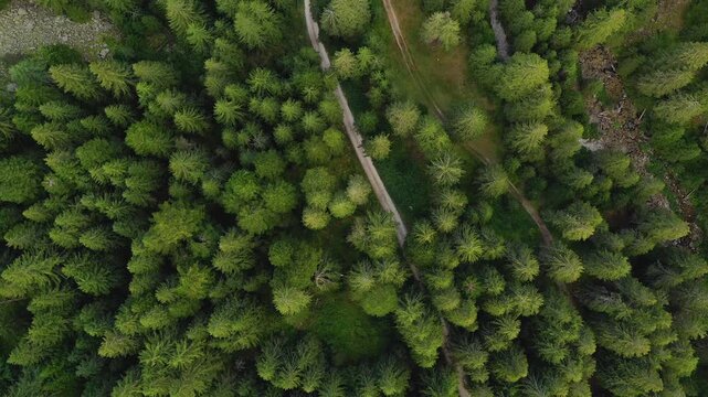 Aerial Drone Top Down View Flying Forward Over Forest and Scree. A cinematic aerial drone shot flying slowly forward with camera pointing straight vertical down. Looking over a green evergreen pine 