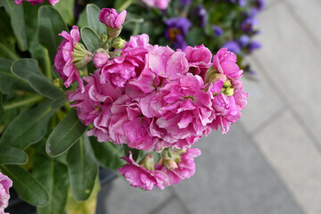 Obraz premium Pink Blossoms with Water Droplets and Green Leaves