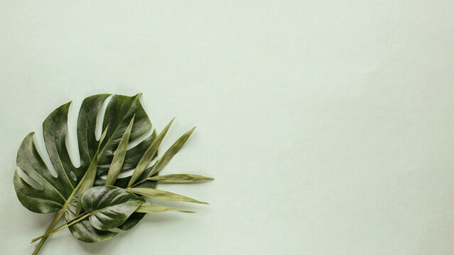 Green monstera leaf and palm branch on a light textured background for a natural aesthetic with tropical leaves green foliage nature background tropical plants eco friendly