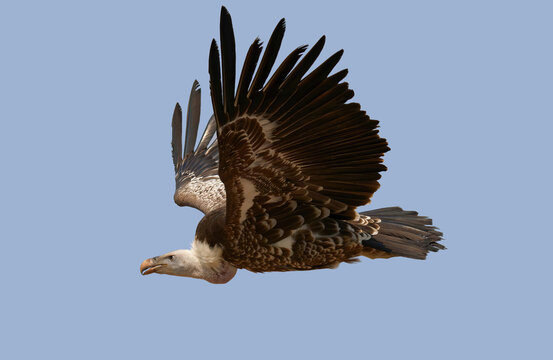 un vautour en vol dans un ciel bleu