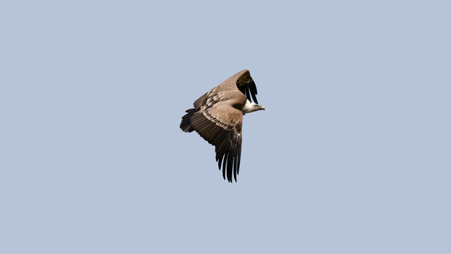 un vautour en vol dans un ciel bleu