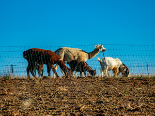 Fototapeta premium Ziegen und Llamas grasen auf einer Weide