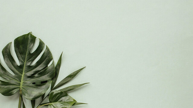 Tropical monstera leaf and palm frond decorative greenery on a light textured surface with tropical leaves green foliage nature background plant life tropical plants