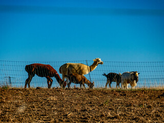 Fototapeta premium Ziegen und Llamas grasen auf einer Weide