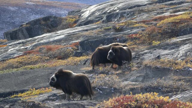 Musk Oxen Mating on Arctic Tundra in Kangerlussuaq, Greenland