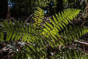 Bright sunlight illuminates vibrant green fern © wundermann