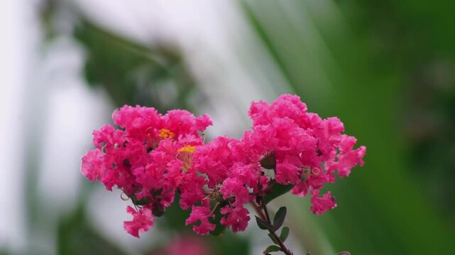 Lagerstroemia indica crape myrtle flowers