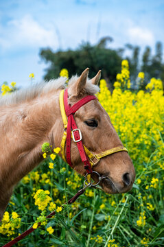 Brown Horse in Yellow Wildflower Field
