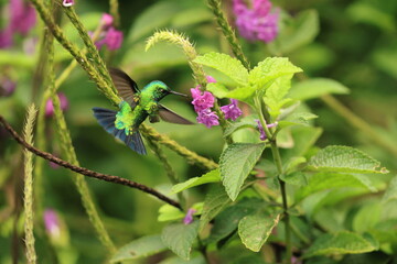 The blue-tailed emerald (Chlorostilbon mellisugus napensis) is a hummingbird in the "emeralds", tribe Trochilini of subfamily Trochilinae. This photo was taken in North Peru. © feathercollector