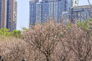 Blossom Trees in City Park with High Rise Apartments © TuongDuc