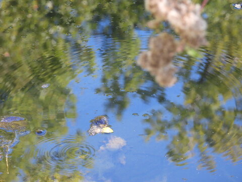 a single insect was enough to cloud the water, and the image was frozen in a split second; the reflection of nature upon the surface lent it a magical, translucent quality.