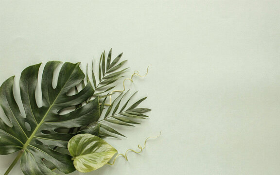 Tropical palm and monstera leaves composition on a soft green background with palm leaf tropical plant flat lay nature background summer vibe organic shape tropical