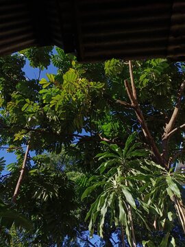  Low angle view of lush green trees under a rustic roof frame against a blue sky