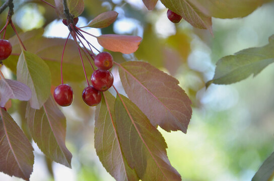 Malus toringo 'Scarlett' branch with small red aples and leaves.Autumn, nature, crabapple harvest ,growing ornamental crabapple trees concept.