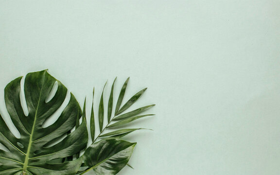 Fresh tropical monstera and palm leaves resting on a light green pastel background with palm leaf tropical foliage botanical background plant texture summer vibes flat lay
