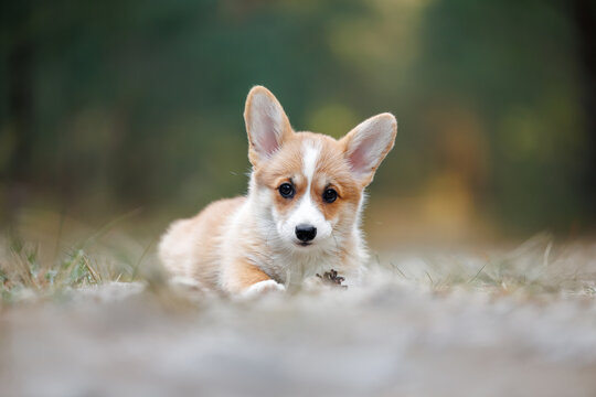 cute welsh corgi puppy lying down with a pine cone in the forest