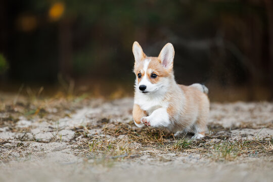 cute welsh corgi puppy running in the forest