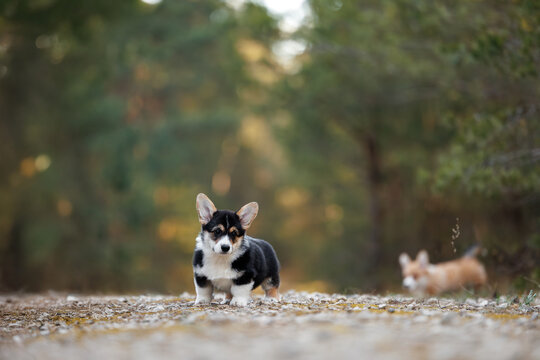black and tan welsh corgi puppy posing in the forest