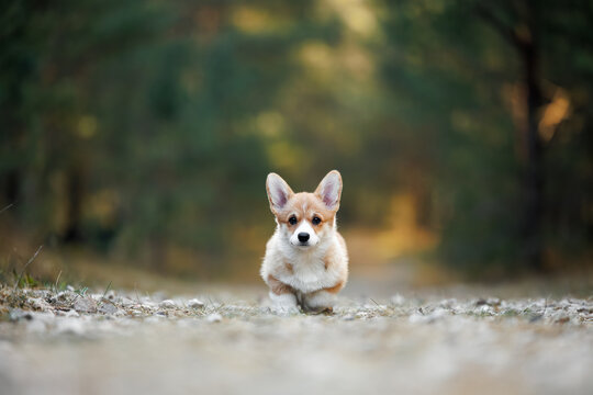cute welsh corgi puppy walking in the forest