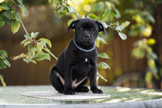 black staffordshire bull terrier puppy sitting outdoors in summer