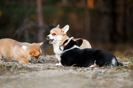welsh corgi puppies playing together in the forest