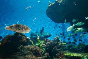 coral reef with fish © AW