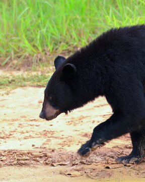 American Black Bear drinking from a puddle in Ocala National Forest in Florida