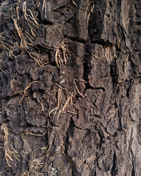 Siap, Min! Ini metadata lengkap dan berdaya jual tinggi untuk foto makro tekstur kulit pohon tua berkerak tebal dengan serat/akar gantung merambat (rough tree bark texture with aerial roots) ini. Dise