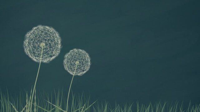 Dandelion seed heads forming and blowing away in the wind on textured dark teal paper, hand drawn botanical background with copy space, seamless loop