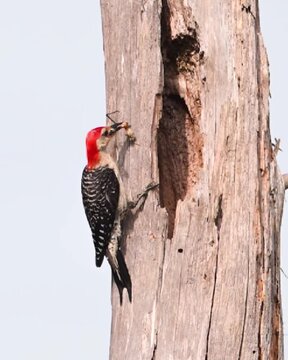 Red-Bellied Woodpecker delivering grasshopper to nest in tree