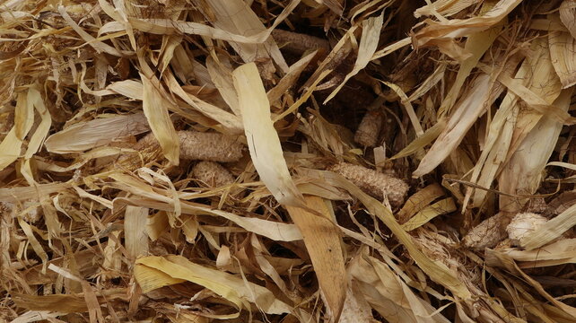Close-up view of dried corn husks, leaves, fibers, and empty corn cobs left as agricultural residue after mechanical corn threshing, showing potential biomass and organic farm waste